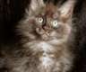 Maine Coon Kitten